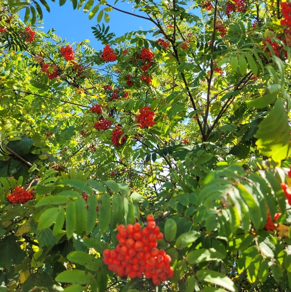 Meet your Posher, Deanna - Picture 1 of 1